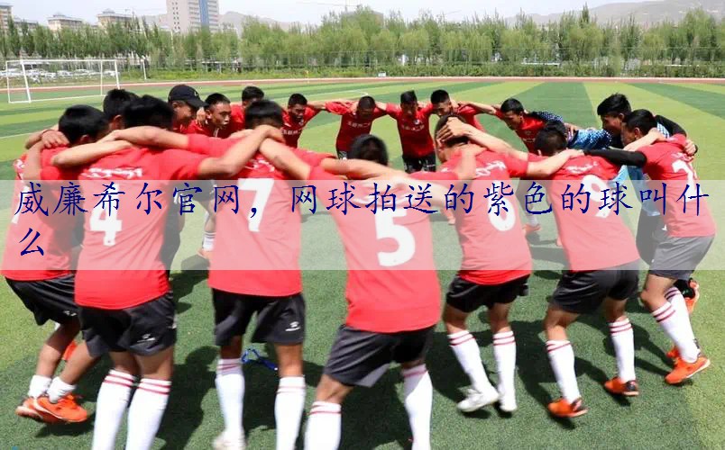 网球拍送的紫色的球叫什么